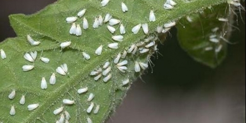 Paradajz kralj divova: recenzije, fotografije, prinos